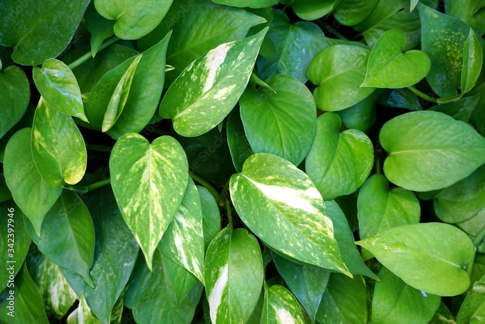 Spotted betel leaves is green background Spotted betel leaves is green background