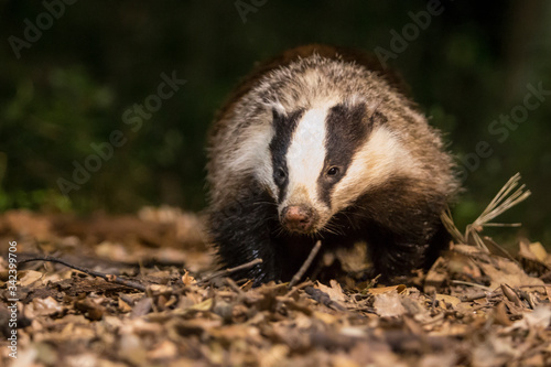 Badger in the night.
