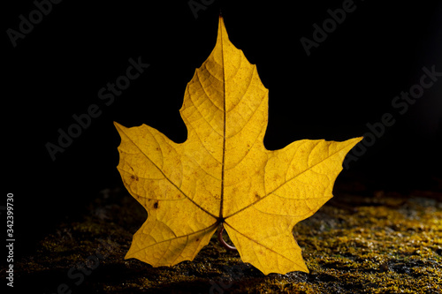 Yellow leaf with back light