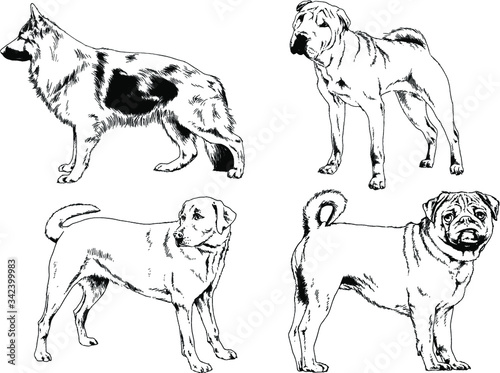 vector drawings sketches pedigree dogs in the racks drawn in ink by hand   objects with no background