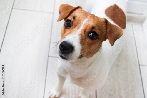 Charming pet Jack Russell Terrier on the floor at home. Portrait of a small dog. Looks up © Zhurkovich Ekaterina