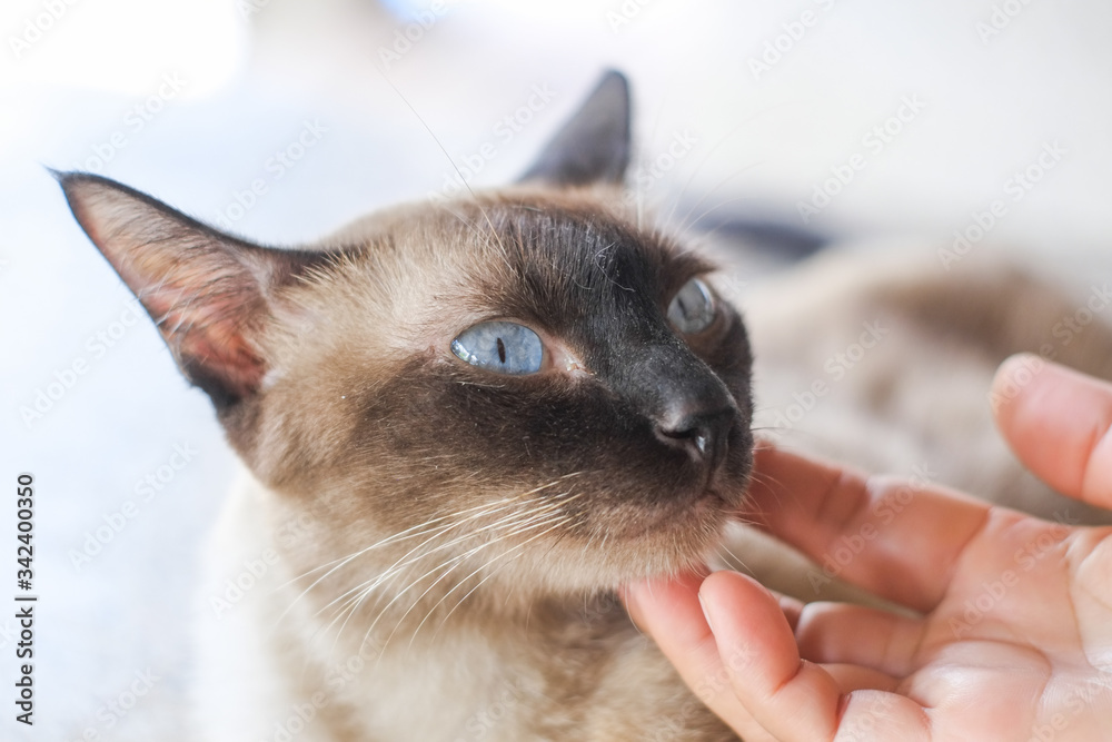 Fingers are stroking the cat (siam cat) neck close-up.