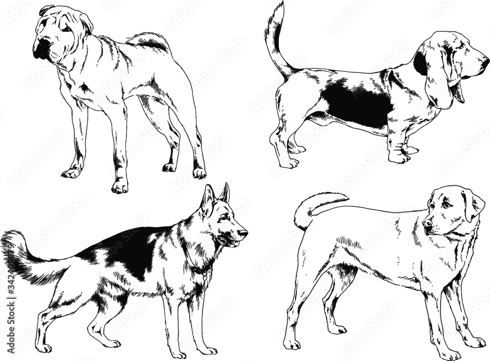 vector drawings sketches pedigree dogs in the racks drawn in ink by hand , objects with no background