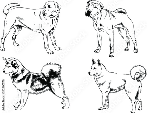 vector drawings sketches pedigree dogs in the racks drawn in ink by hand , objects with no background