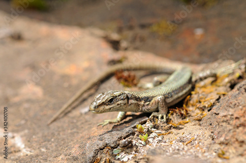 Val-d’Aràn-Gebirgseidechse bzw. Iberische Gebirgseidechse (Iberolacerta aranica) - Aran rock lizard - Val-d’Aràn, Spanien / Spain  photo