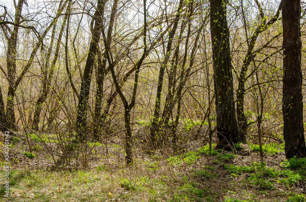 Obraz premium Spring forest awakens from hibernation, young leaves on trees