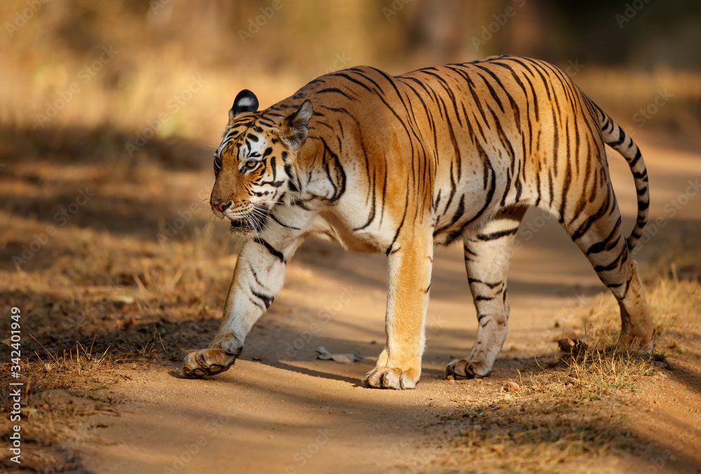 Fototapeta premium Tiger female walking in the forest of Kanha National Park in India