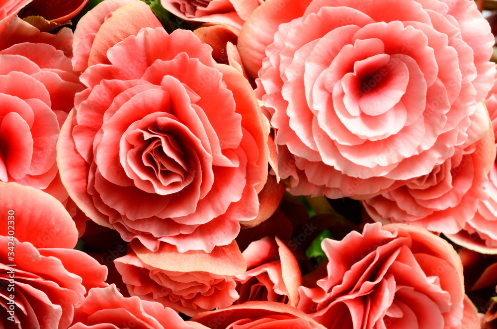 Flower background, pink begonias, Flower background, pink begonias,