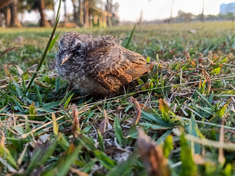 bird in the grass bird in the grass