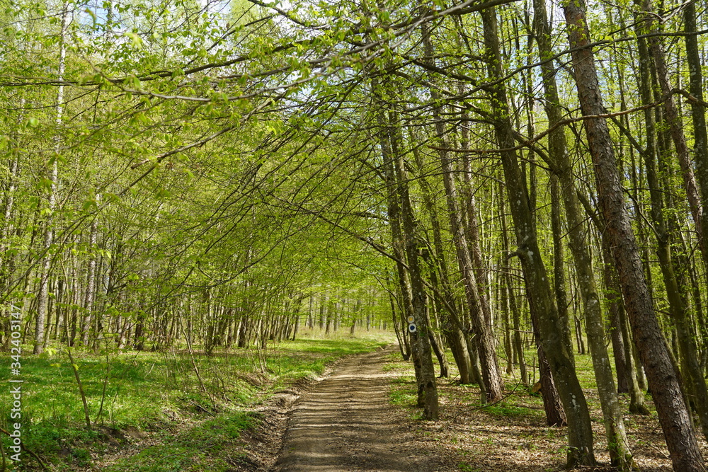 Fototapeta premium Beautiful forest in Spring 2020