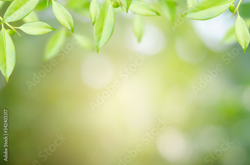 Green natural background in garden with copy space for text using as summer background natural green plants landscape, ecology, fresh wallpaper concept. nature view of green leaf.