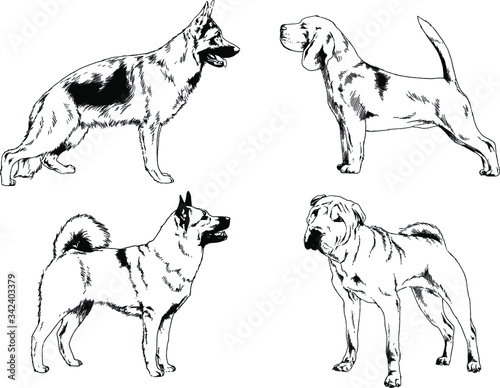 vector drawings sketches pedigree dogs in the racks drawn in ink by hand   objects with no background