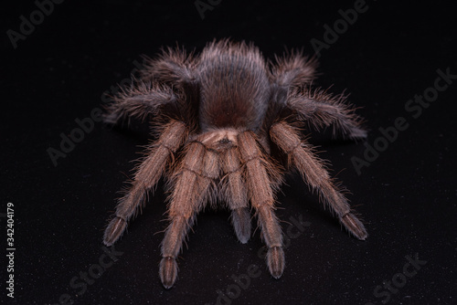 Closeup female of Spider Tarantula (Lasiodora parahybana) on the old wood . Largest spider in terms of leg-span is the giant huntsman spider. Females can live up to 25 years.