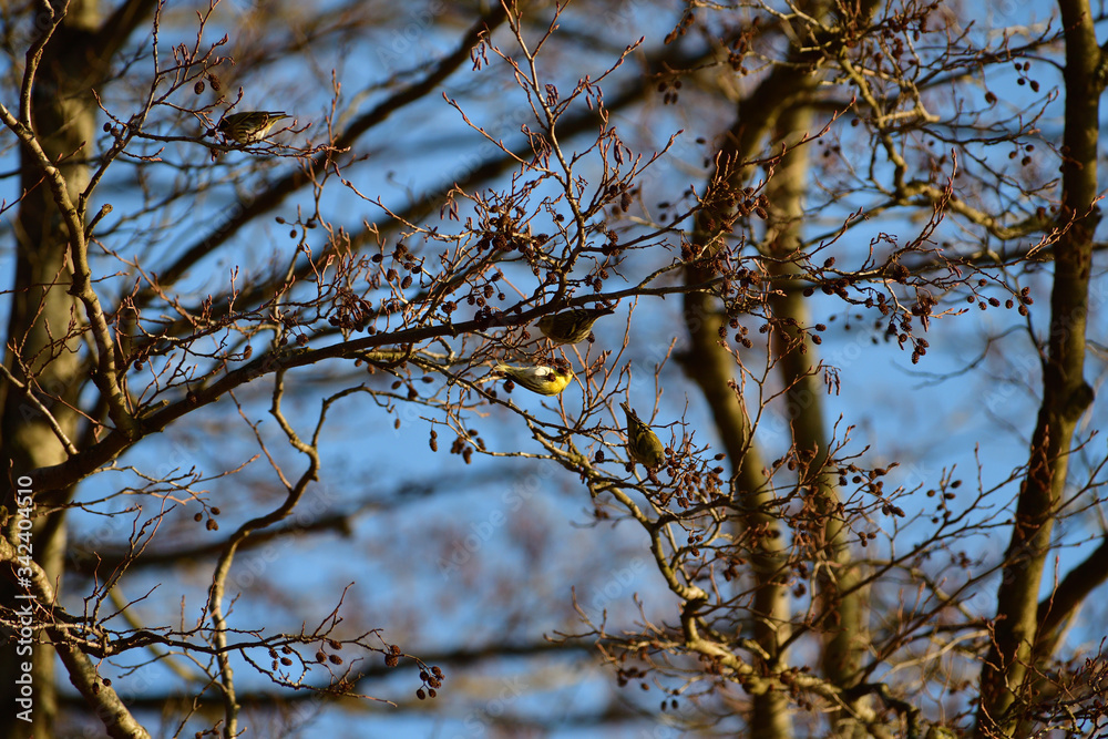 Flock of pine siskin sitting and eating fruits and seeds on the tree Flock of pine siskin sitting and eating fruits and seeds on the tree