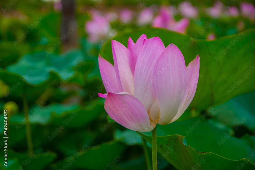 lotus, lotus from Thailand country lotus, lotus from Thailand country