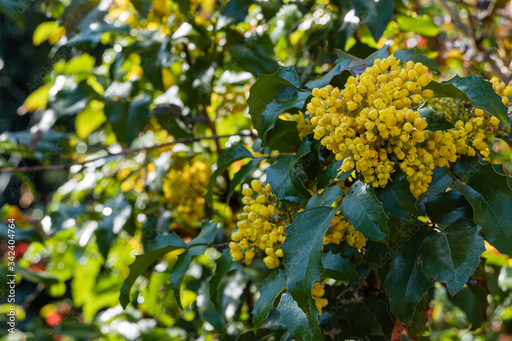 Yellow inflorescences on branches of Mahonia aquifolium or Oregon bloom on blurry background of green prickly foliage. Selective focus. Close-up. Huge yellow flower. Natural backdrop for any idea.
