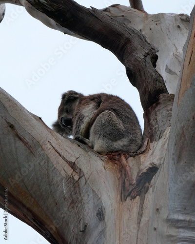 Canvas Print Koala bear on the tree