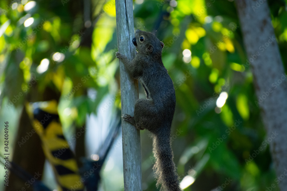 squirrel on the tree 