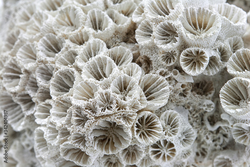 coral skeleton closeup texture structure macro on white background