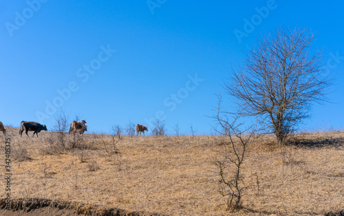 Cows graze in a vacant lot