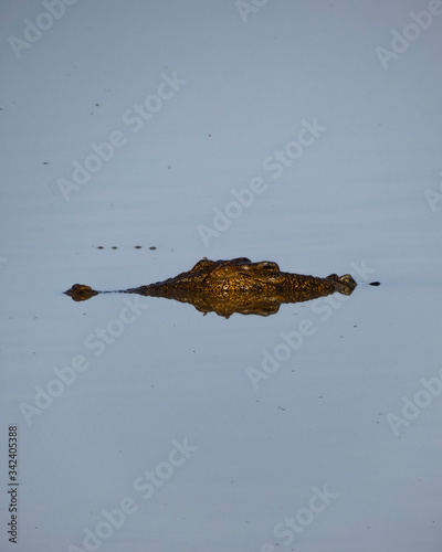 crocodile , Kakadu National Park, Australia