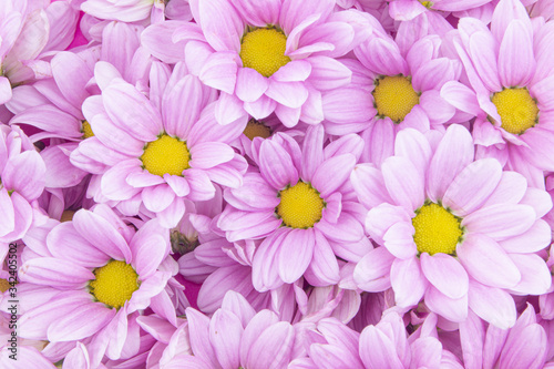 Blooming purple flowers as background