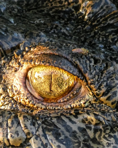 eye of crocodile, Kakadu National Park, Australia