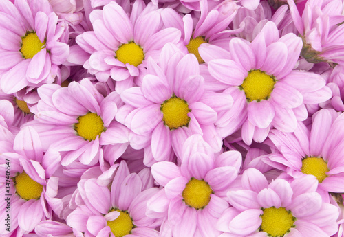 Blooming purple flowers as background