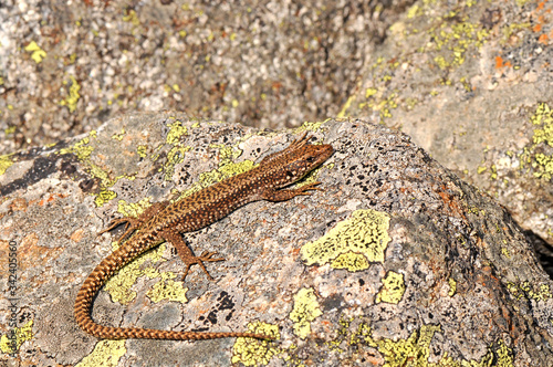 Cyren’s Rock Lizard, female / Spanische Gebirgseidechse, Weibchen (Iberolacerta cyreni castiliana), Sierra de Gredos, Spain / Spanien photo