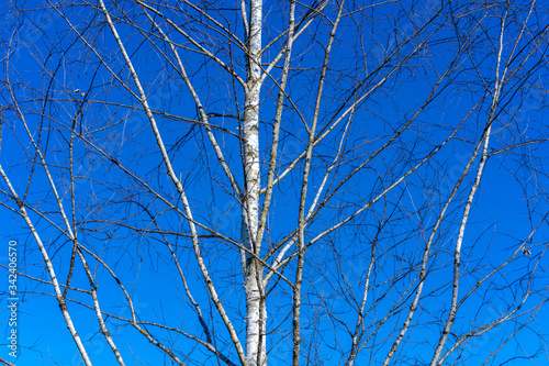 Birch tree on sky background