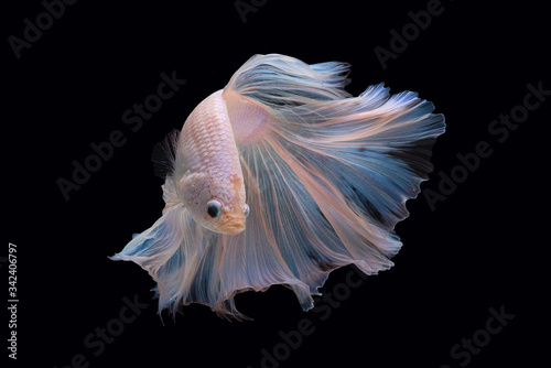 Beautiful colors"Halfmoon Betta" capture the moving moment beautiful of red Fighting fish siam betta fish in thailand on black background © NITIKAN T.