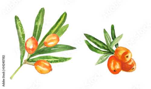 Watercolor hand painted sea buckthorn plant illustration isolated on white background