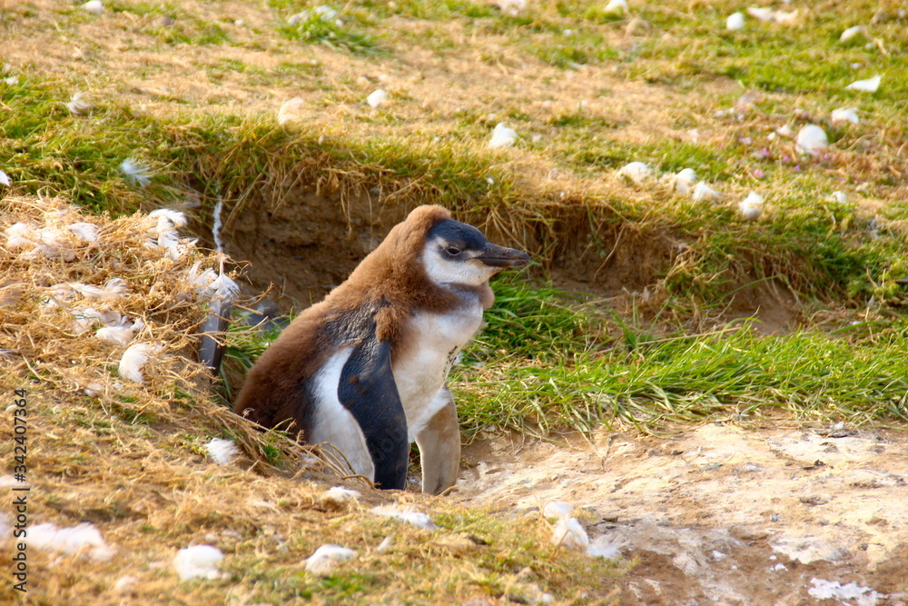 Obraz premium penguin chick in the grass