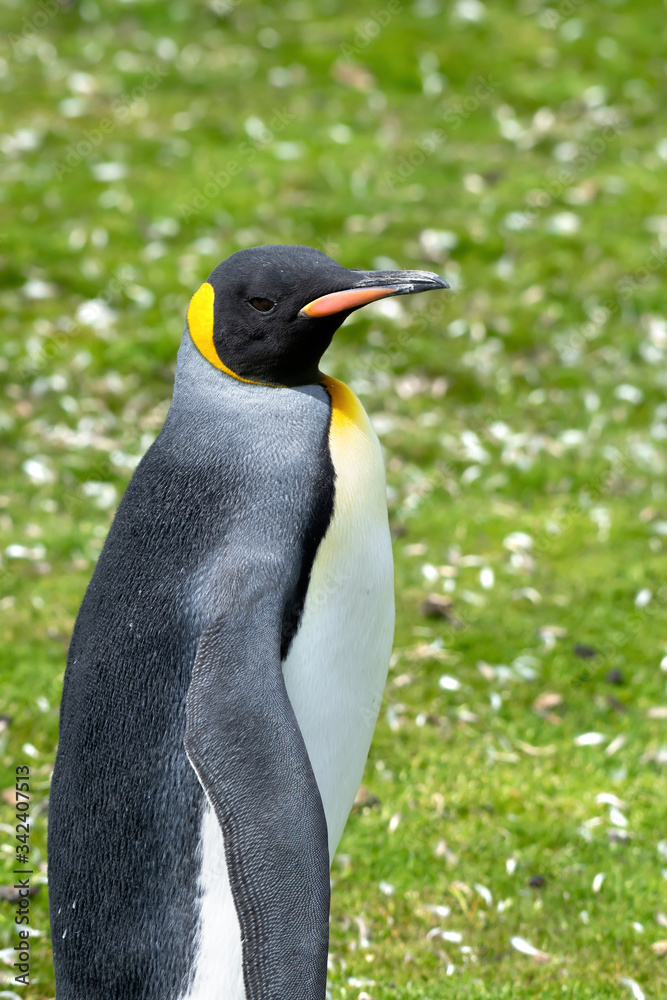 Naklejka premium Portrait of a King Penguin