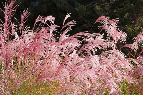 Cortaderia selloana commonly known as Pampas Grass. Ears of dry grass are tinted in warm autumn colors. Blue sky. Sunny day. Fall natural concept. Selective focus. Copy space.
