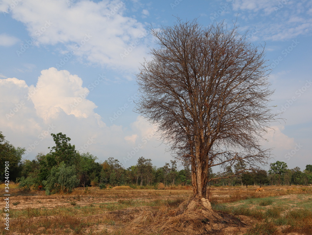 Trees without leaves during the dry season The fresh sky in the background. Trees without leaves during the dry season The fresh sky in the background.
