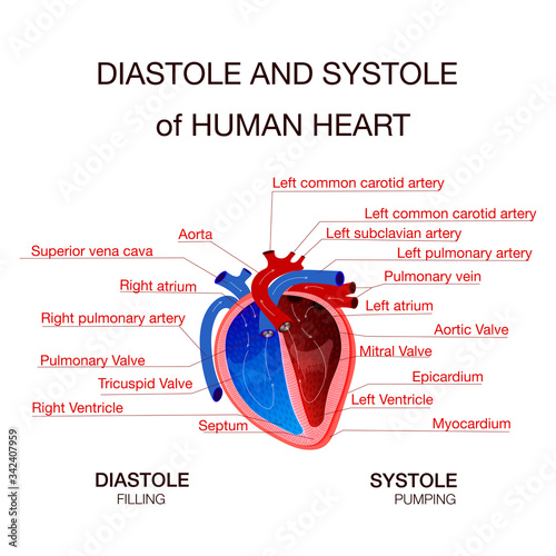 Diastole and Systole of Human Heart infographic diagram .Anatomy heart circulation blood composition with text captions pointing to different parts of human heart vector illustration. Educational