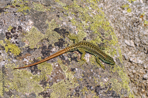 Cyren’s Rock Lizard / Spanische Gebirgseidechse (Iberolacerta cyreni castiliana), Sierra de Gredos, Spain / Spanien photo