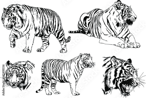 set of vector drawings on the theme of predators tigers are drawn by hand with ink tattoo logos