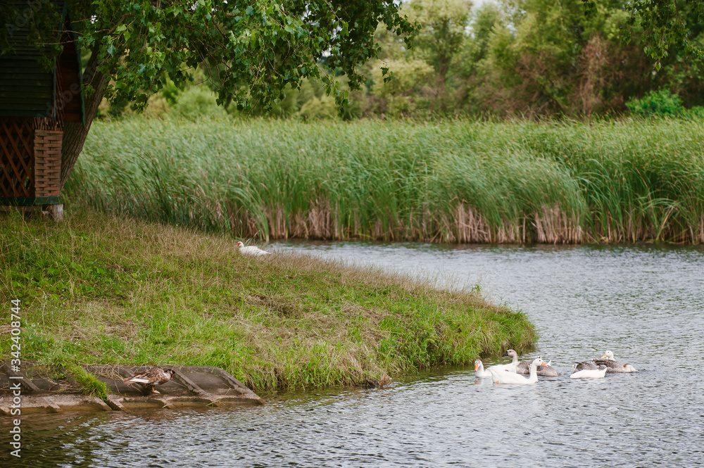 ducks swim on a pond in the beautiful countryside