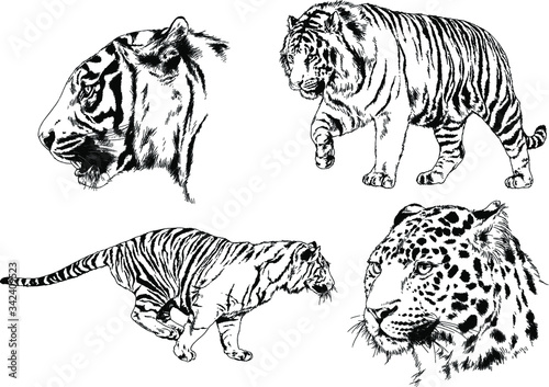 set of vector drawings on the theme of predators tigers are drawn by hand with ink tattoo logos