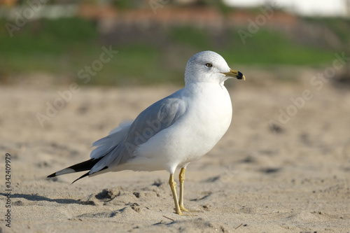 Seagull on the beach. Los Angeles California