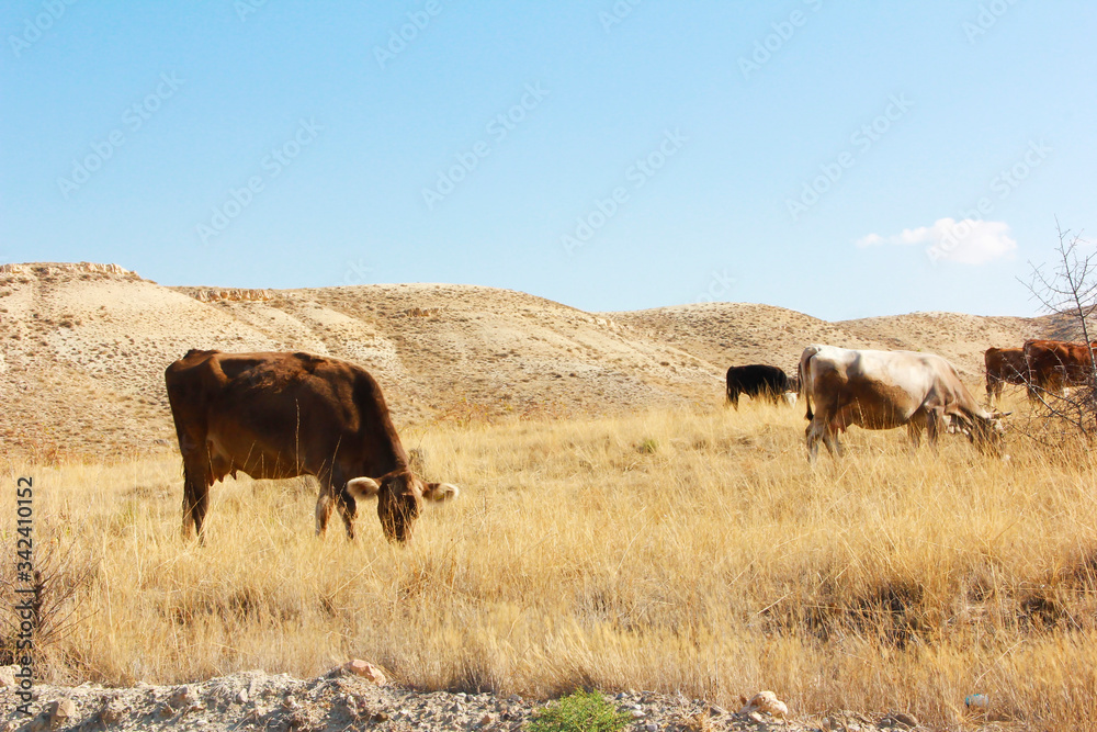 cow bull walking autumn in the field in nature cow bull walking autumn in the field in nature
