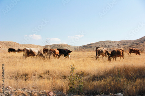 cow bull walking autumn in the field in nature