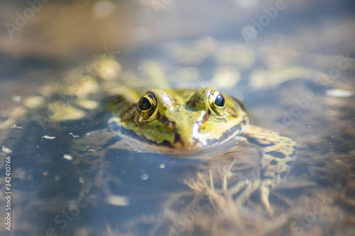 green frog looking out of the water
