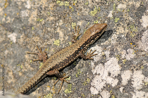 Leonese rock lizard, juvenile- Galans Gebirgseidechse, Jungtier (Iberolacerta galani), Peña Trevinca, Spain / Spanien photo