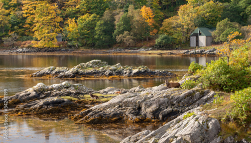 Glenborrowdale Stags on the Ardnamuchan Peninsula photo