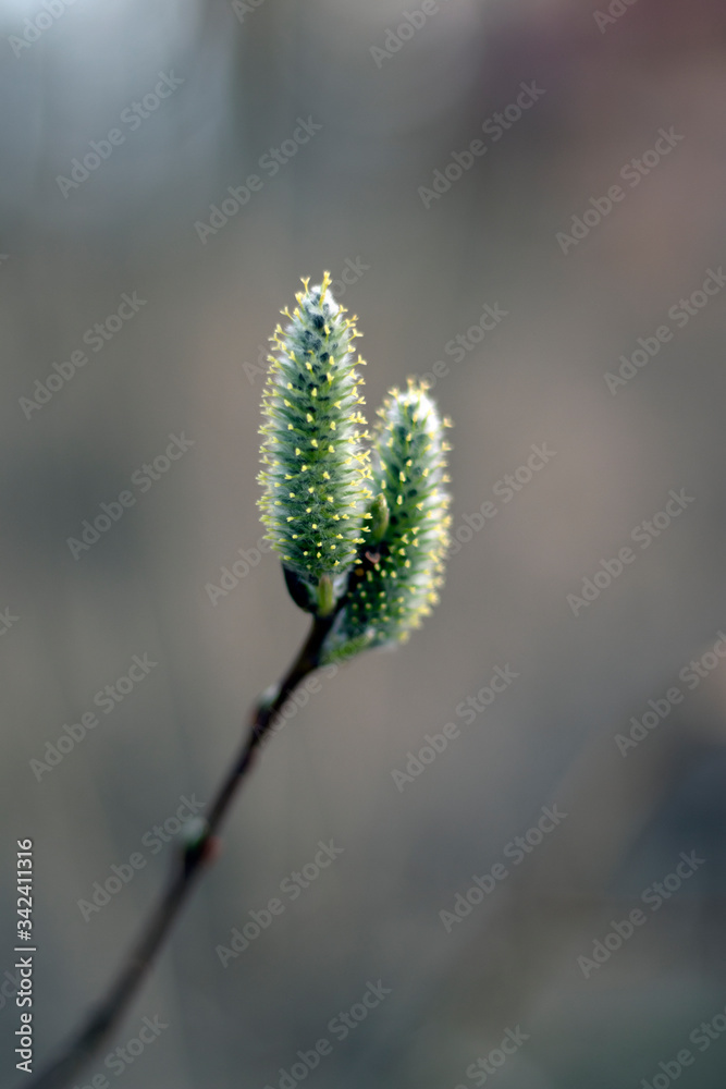 Fototapeta premium willow buds in spring 4