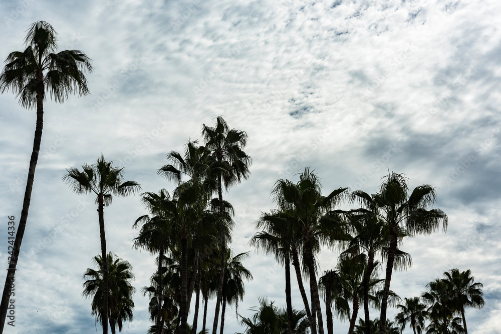 Palm trees with cloudy sky on a rainy day