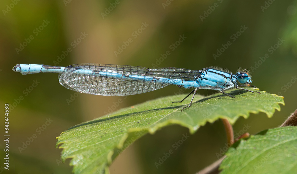Common Blue Damselfly on a leaf Common Blue Damselfly on a leaf